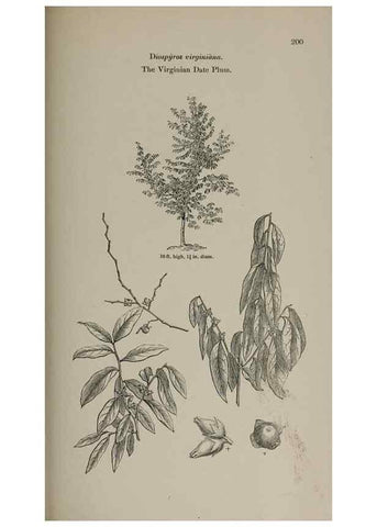 Reproducción/Reproduction 6918272358: Arboretum et fruticetum britannicum, or :. London :J.C. Loudon,1844.