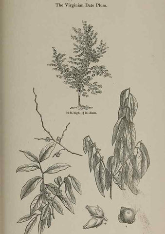 Reproducción/Reproduction 6918272358: Arboretum et fruticetum britannicum, or :. London :J.C. Loudon,1844.