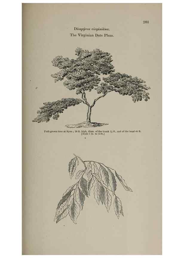 Reproducción/Reproduction 6918272874: Arboretum et fruticetum britannicum, or :. London :J.C. Loudon,1844.