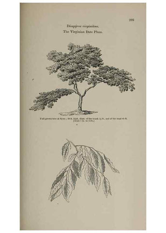 Reproducción/Reproduction 6918272874: Arboretum et fruticetum britannicum, or :. London :J.C. Loudon,1844.