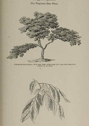 Reproducción/Reproduction 6918272874: Arboretum et fruticetum britannicum, or :. London :J.C. Loudon,1844.