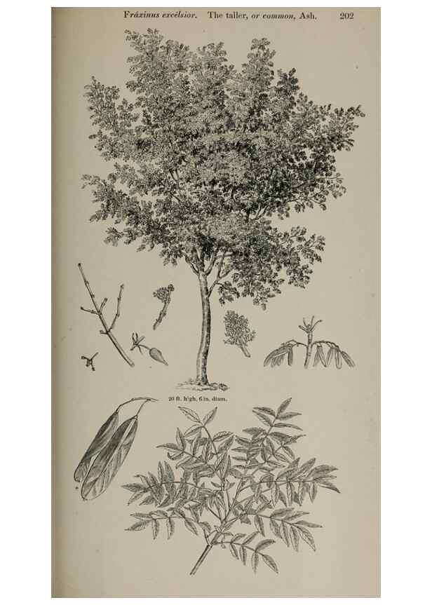 Reproducción/Reproduction 7064352095: Arboretum et fruticetum britannicum, or :. London :J.C. Loudon,1844.