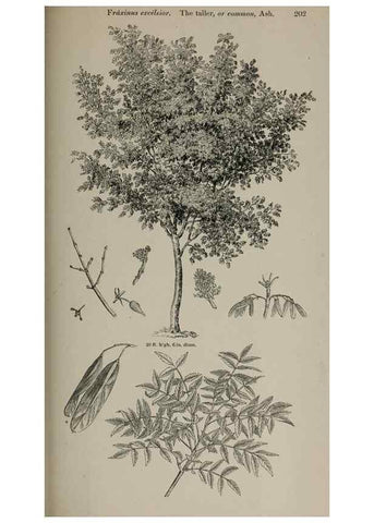 Reproducción/Reproduction 7064352095: Arboretum et fruticetum britannicum, or :. London :J.C. Loudon,1844.