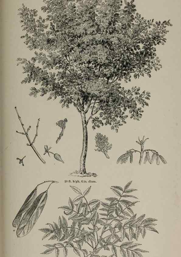 Reproducción/Reproduction 7064352095: Arboretum et fruticetum britannicum, or :. London :J.C. Loudon,1844.