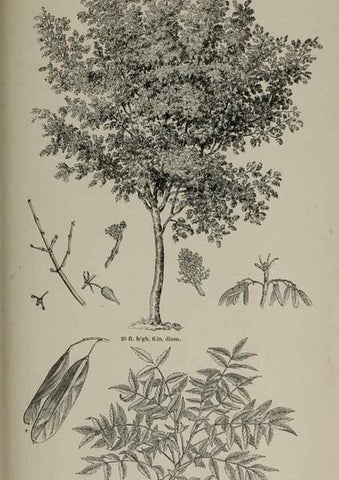 Reproducción/Reproduction 7064352095: Arboretum et fruticetum britannicum, or :. London :J.C. Loudon,1844.