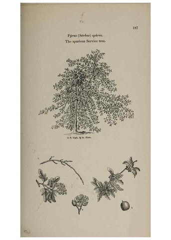 Reproducción/Reproduction 6918265370: Arboretum et fruticetum britannicum, or :. London :J.C. Loudon,1844.