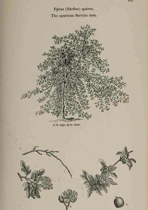 Reproducción/Reproduction 6918265370: Arboretum et fruticetum britannicum, or :. London :J.C. Loudon,1844.