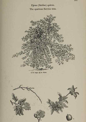 Reproducción/Reproduction 6918265370: Arboretum et fruticetum britannicum, or :. London :J.C. Loudon,1844.