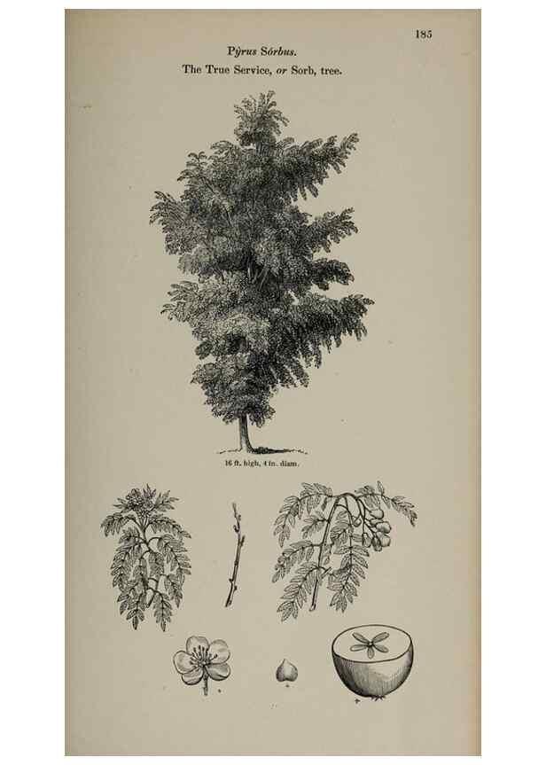 Reproducción/Reproduction 7064342393: Arboretum et fruticetum britannicum, or :. London :J.C. Loudon,1844.