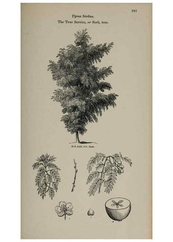 Reproducción/Reproduction 7064342393: Arboretum et fruticetum britannicum, or :. London :J.C. Loudon,1844.