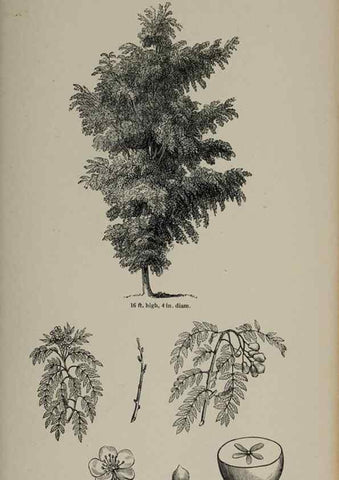 Reproducción/Reproduction 7064342393: Arboretum et fruticetum britannicum, or :. London :J.C. Loudon,1844.