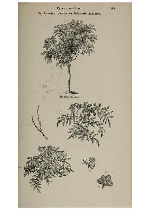 Reproducción/Reproduction 6918263754: Arboretum et fruticetum britannicum, or :. London :J.C. Loudon,1844.