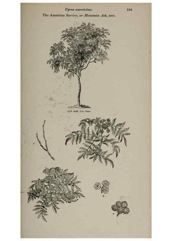 Reproducción/Reproduction 6918263754: Arboretum et fruticetum britannicum, or :. London :J.C. Loudon,1844.