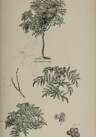 Reproducción/Reproduction 6918263754: Arboretum et fruticetum britannicum, or :. London :J.C. Loudon,1844.