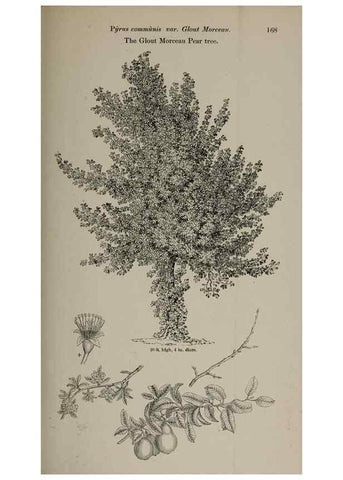 Reproducción/Reproduction 7064333465: Arboretum et fruticetum britannicum, or :. London :J.C. Loudon,1844.