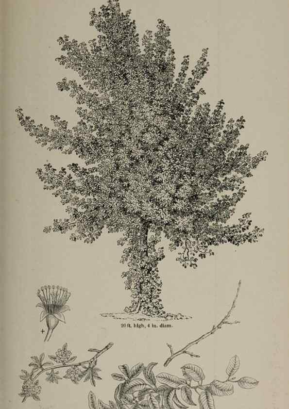 Reproducción/Reproduction 7064333465: Arboretum et fruticetum britannicum, or :. London :J.C. Loudon,1844.
