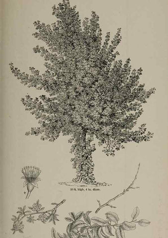 Reproducción/Reproduction 7064333465: Arboretum et fruticetum britannicum, or :. London :J.C. Loudon,1844.