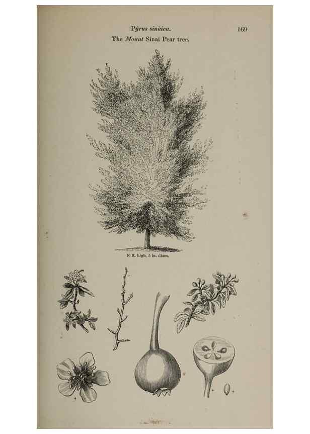 Reproducción/Reproduction 7064333927: Arboretum et fruticetum britannicum, or :. London :J.C. Loudon,1844.