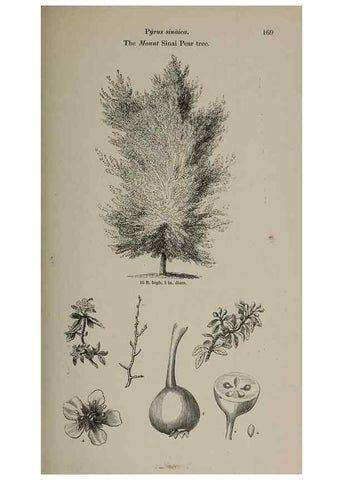 Reproducción/Reproduction 7064333927: Arboretum et fruticetum britannicum, or :. London :J.C. Loudon,1844.