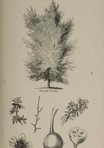 Reproducción/Reproduction 7064333927: Arboretum et fruticetum britannicum, or :. London :J.C. Loudon,1844.