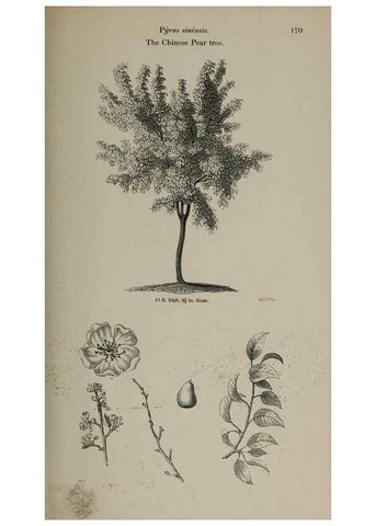 Reproducción/Reproduction 7064334541: Arboretum et fruticetum britannicum, or :. London :J.C. Loudon,1844.
