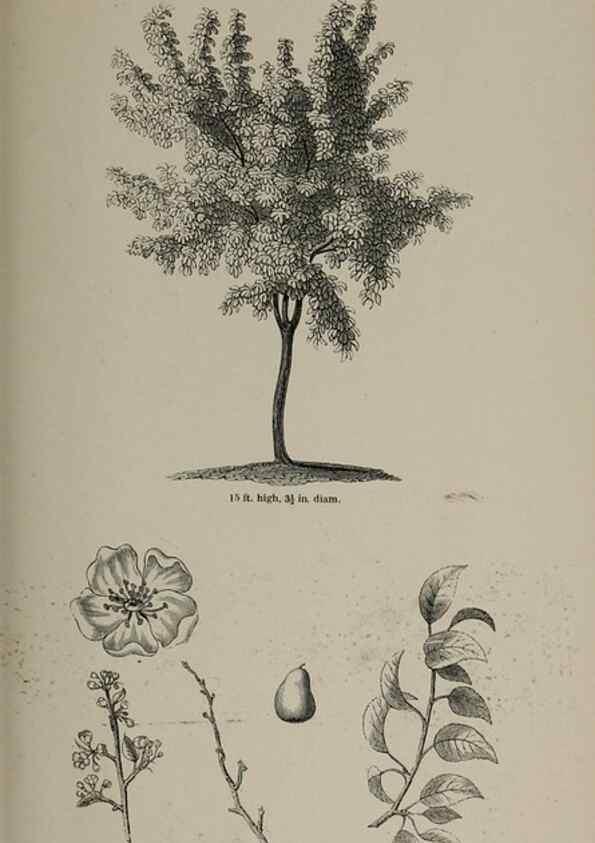 Reproducción/Reproduction 7064334541: Arboretum et fruticetum britannicum, or :. London :J.C. Loudon,1844.