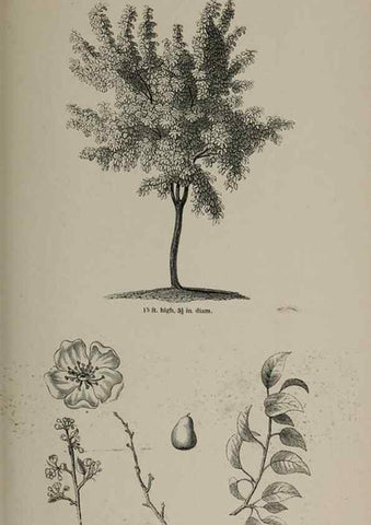 Reproducción/Reproduction 7064334541: Arboretum et fruticetum britannicum, or :. London :J.C. Loudon,1844.