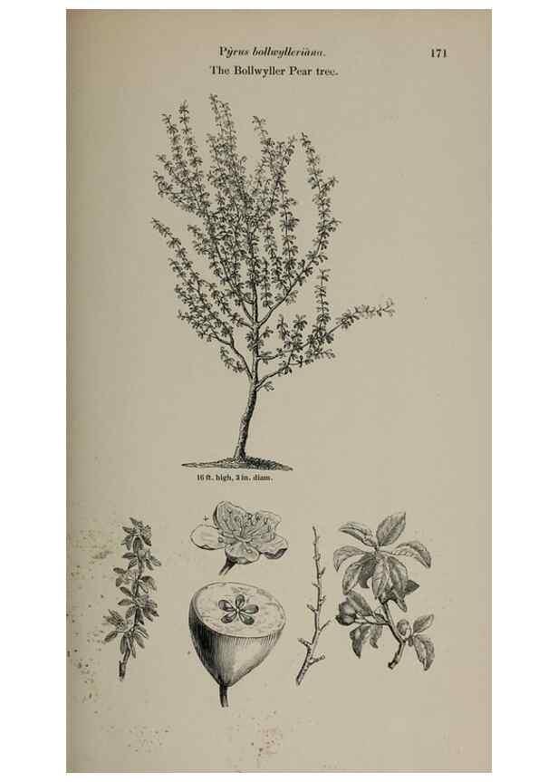 Reproducción/Reproduction 6918256980: Arboretum et fruticetum britannicum, or :. London :J.C. Loudon,1844.