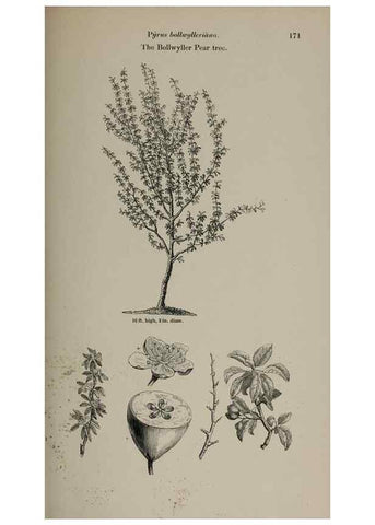 Reproducción/Reproduction 6918256980: Arboretum et fruticetum britannicum, or :. London :J.C. Loudon,1844.