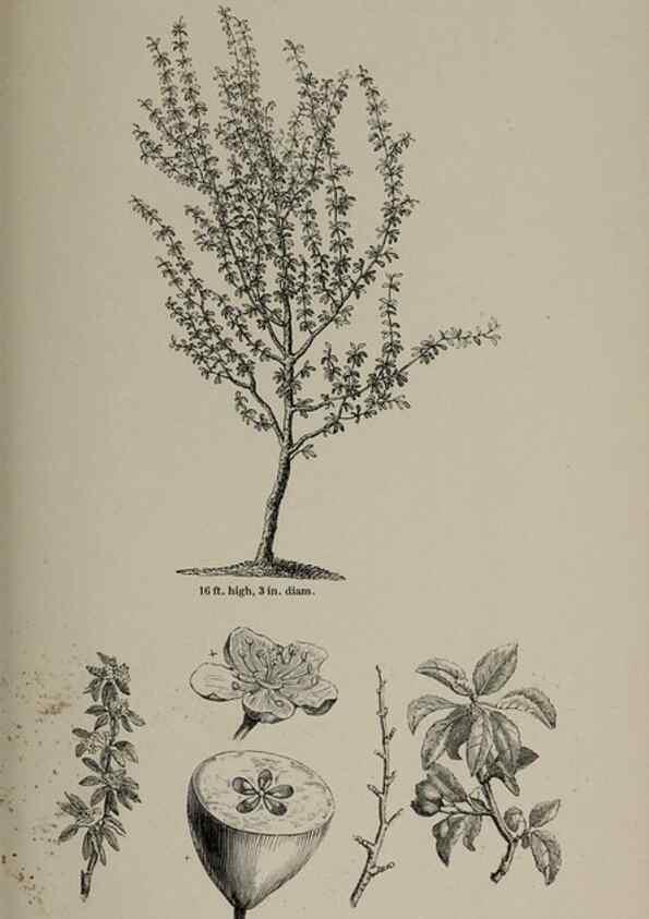 Reproducción/Reproduction 6918256980: Arboretum et fruticetum britannicum, or :. London :J.C. Loudon,1844.