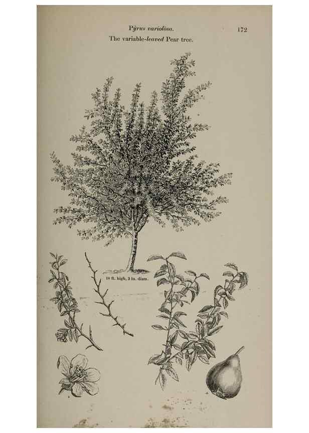 Reproducción/Reproduction 6918257402: Arboretum et fruticetum britannicum, or :. London :J.C. Loudon,1844.