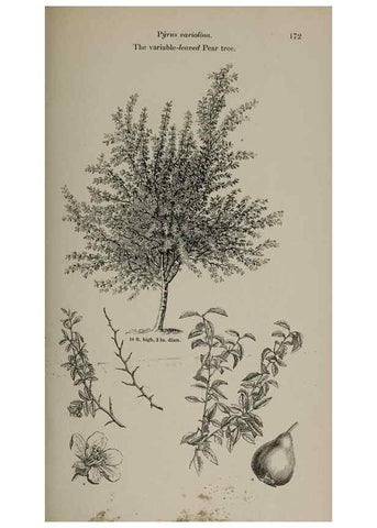 Reproducción/Reproduction 6918257402: Arboretum et fruticetum britannicum, or :. London :J.C. Loudon,1844.