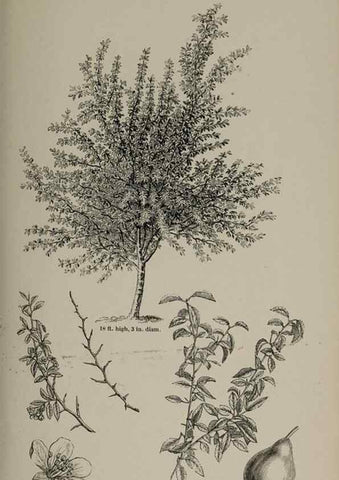 Reproducción/Reproduction 6918257402: Arboretum et fruticetum britannicum, or :. London :J.C. Loudon,1844.