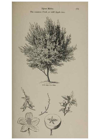 Reproducción/Reproduction 7064335903: Arboretum et fruticetum britannicum, or :. London :J.C. Loudon,1844.
