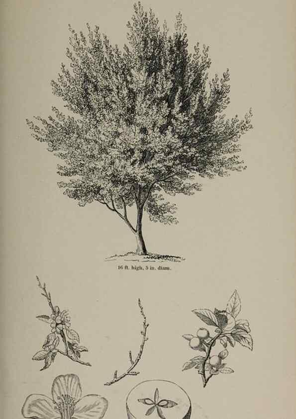 Reproducción/Reproduction 7064335903: Arboretum et fruticetum britannicum, or :. London :J.C. Loudon,1844.