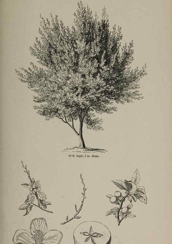 Reproducción/Reproduction 7064335903: Arboretum et fruticetum britannicum, or :. London :J.C. Loudon,1844.