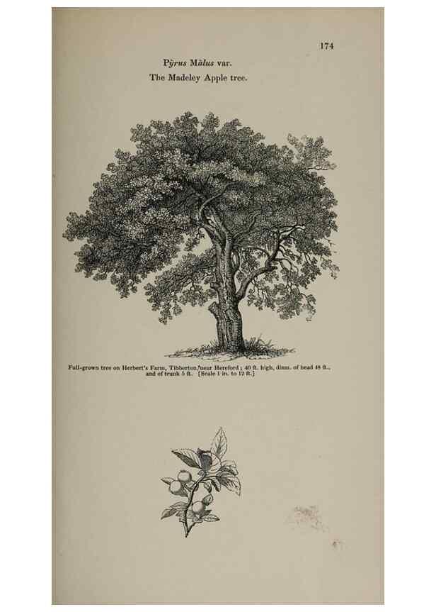 Reproducción/Reproduction 7064336395: Arboretum et fruticetum britannicum, or :. London :J.C. Loudon,1844.