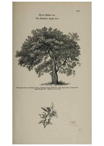 Reproducción/Reproduction 7064336395: Arboretum et fruticetum britannicum, or :. London :J.C. Loudon,1844.