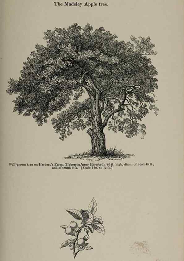Reproducción/Reproduction 7064336395: Arboretum et fruticetum britannicum, or :. London :J.C. Loudon,1844.