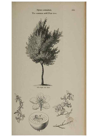 Reproducción/Reproduction 7064332551: Arboretum et fruticetum britannicum, or :. London :J.C. Loudon,1844.
