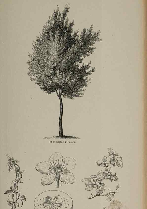 Reproducción/Reproduction 7064332551: Arboretum et fruticetum britannicum, or :. London :J.C. Loudon,1844.