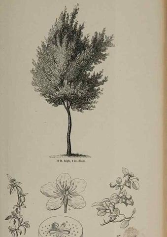Reproducción/Reproduction 7064332551: Arboretum et fruticetum britannicum, or :. London :J.C. Loudon,1844.