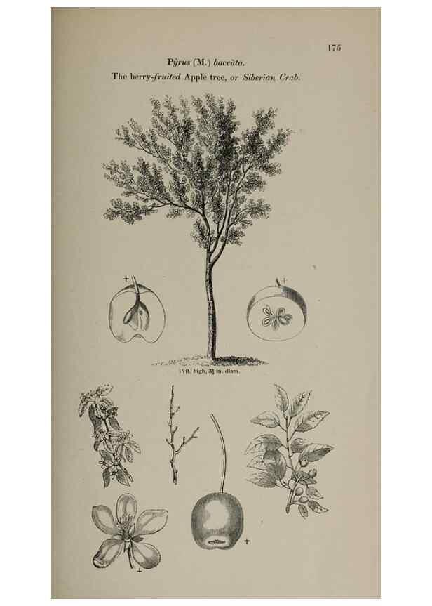 Reproducción/Reproduction 6918259072: Arboretum et fruticetum britannicum, or :. London :J.C. Loudon,1844.