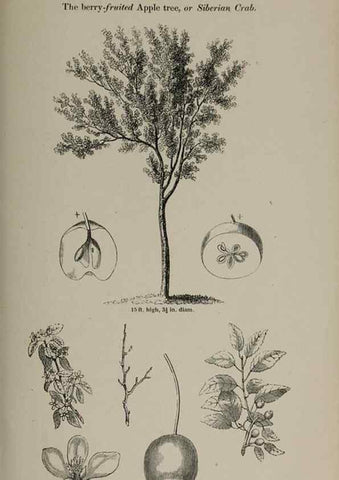 Reproducción/Reproduction 6918259072: Arboretum et fruticetum britannicum, or :. London :J.C. Loudon,1844.