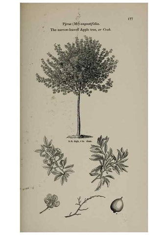 Reproducción/Reproduction 7064337787: Arboretum et fruticetum britannicum, or :. London :J.C. Loudon,1844.