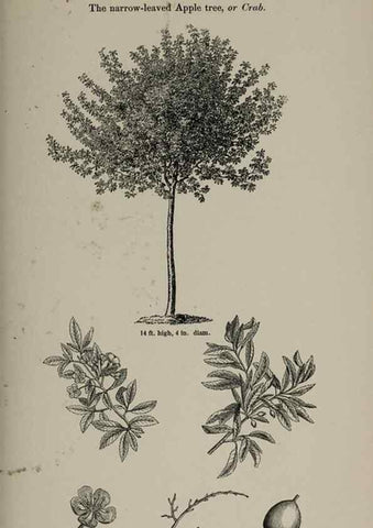 Reproducción/Reproduction 7064337787: Arboretum et fruticetum britannicum, or :. London :J.C. Loudon,1844.