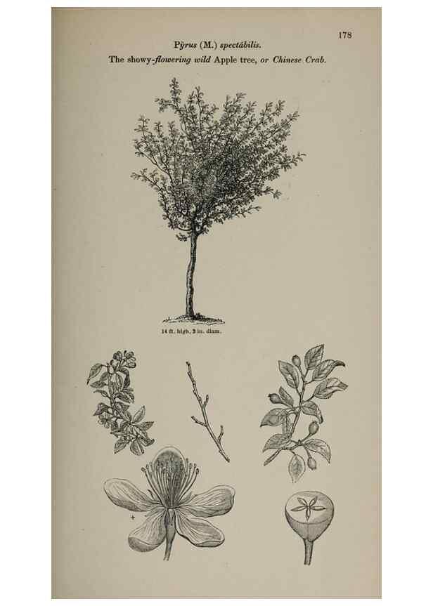 Reproducción/Reproduction 6918260298: Arboretum et fruticetum britannicum, or :. London :J.C. Loudon,1844.