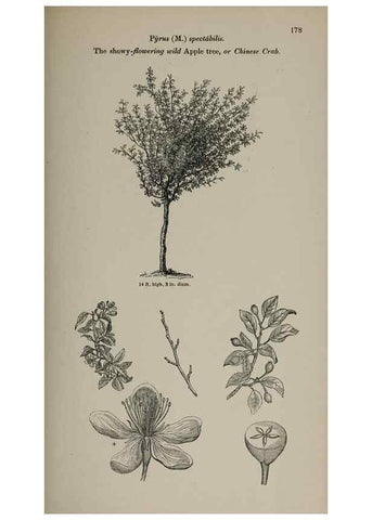Reproducción/Reproduction 6918260298: Arboretum et fruticetum britannicum, or :. London :J.C. Loudon,1844.