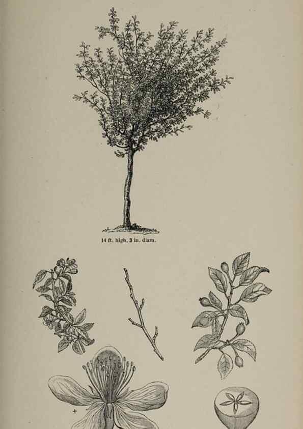 Reproducción/Reproduction 6918260298: Arboretum et fruticetum britannicum, or :. London :J.C. Loudon,1844.