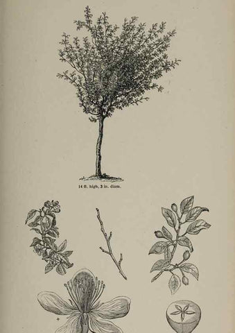 Reproducción/Reproduction 6918260298: Arboretum et fruticetum britannicum, or :. London :J.C. Loudon,1844.